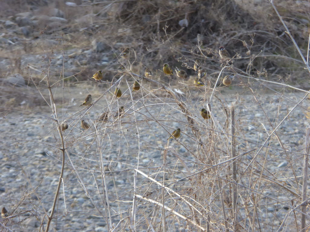カワラヒワの群れ
