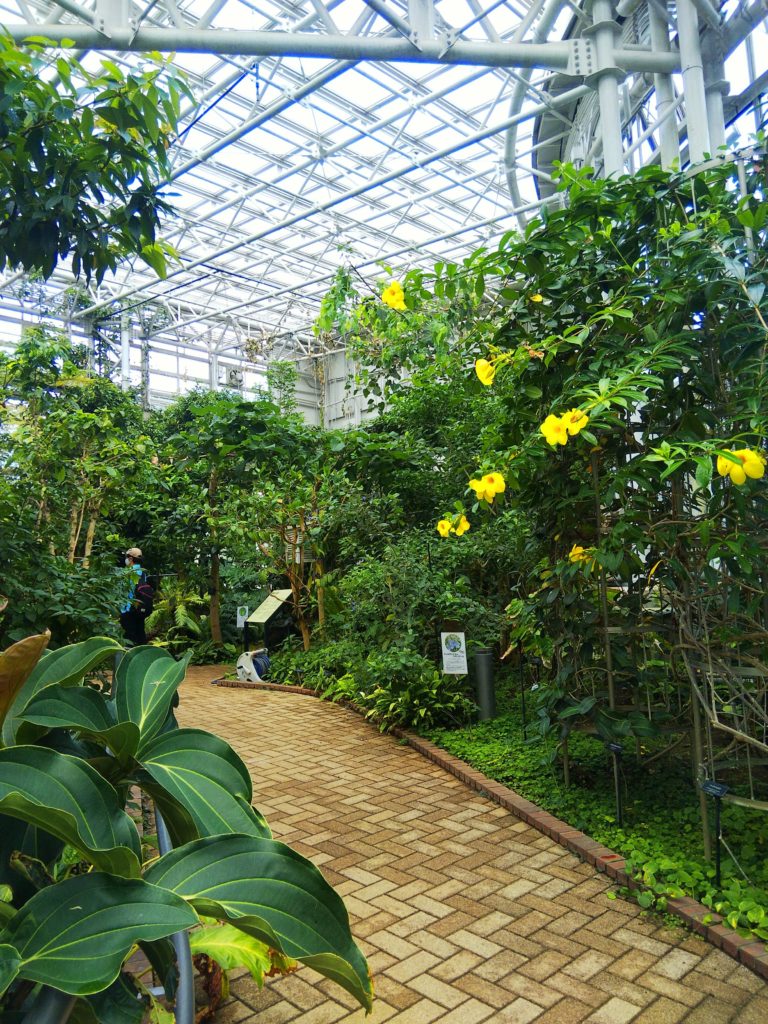 神代植物公園の大温室の熱帯花木室