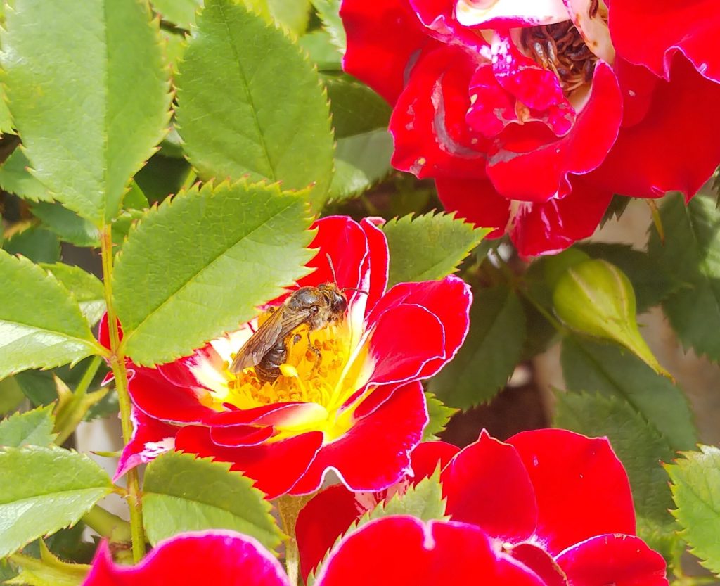 赤いバラの花で蜜を集める蜂