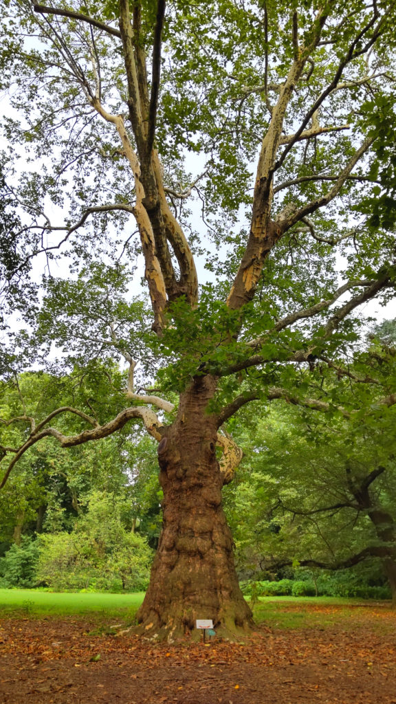 新宿御苑のプラタナスの巨木