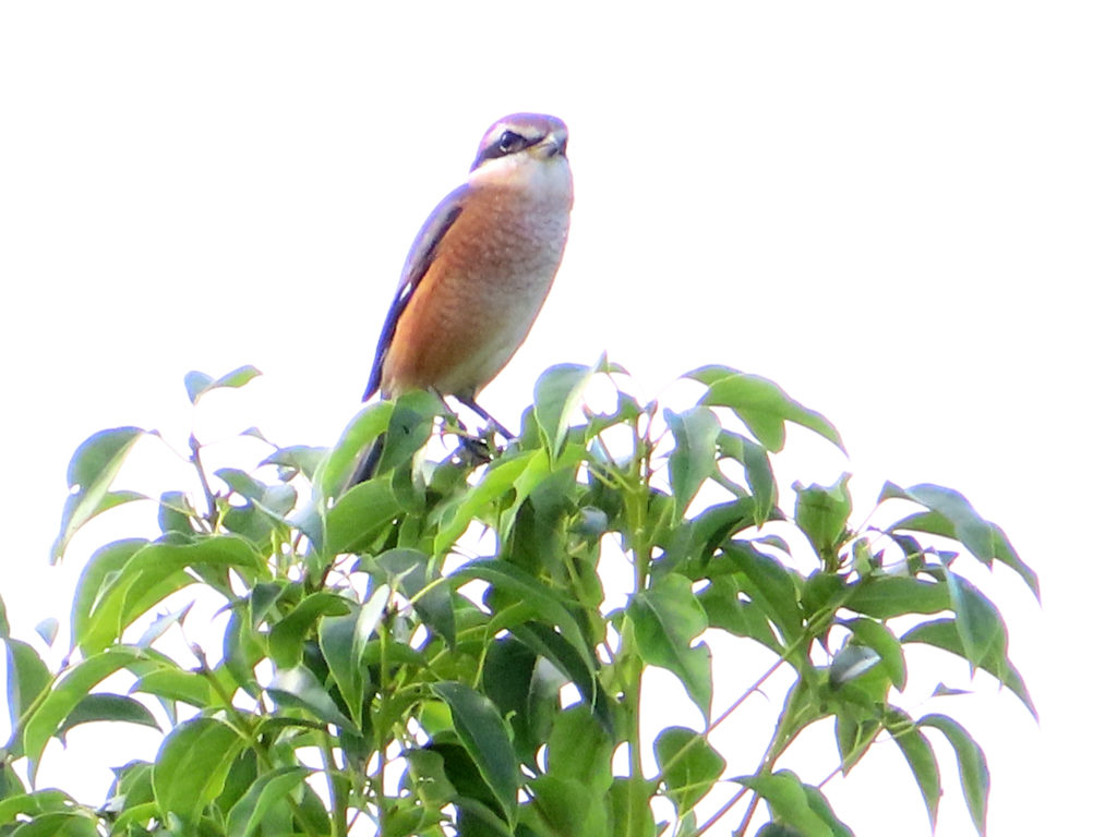 多摩川の河川敷にいたモズ