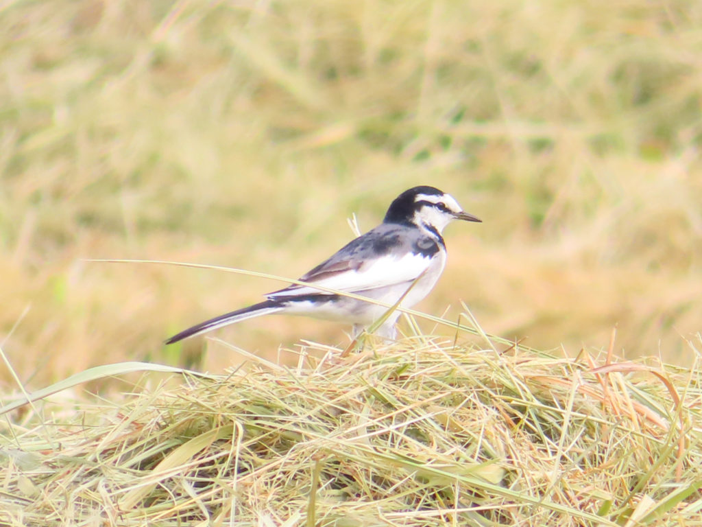 多摩川の河川敷にいたハクセキレイ
