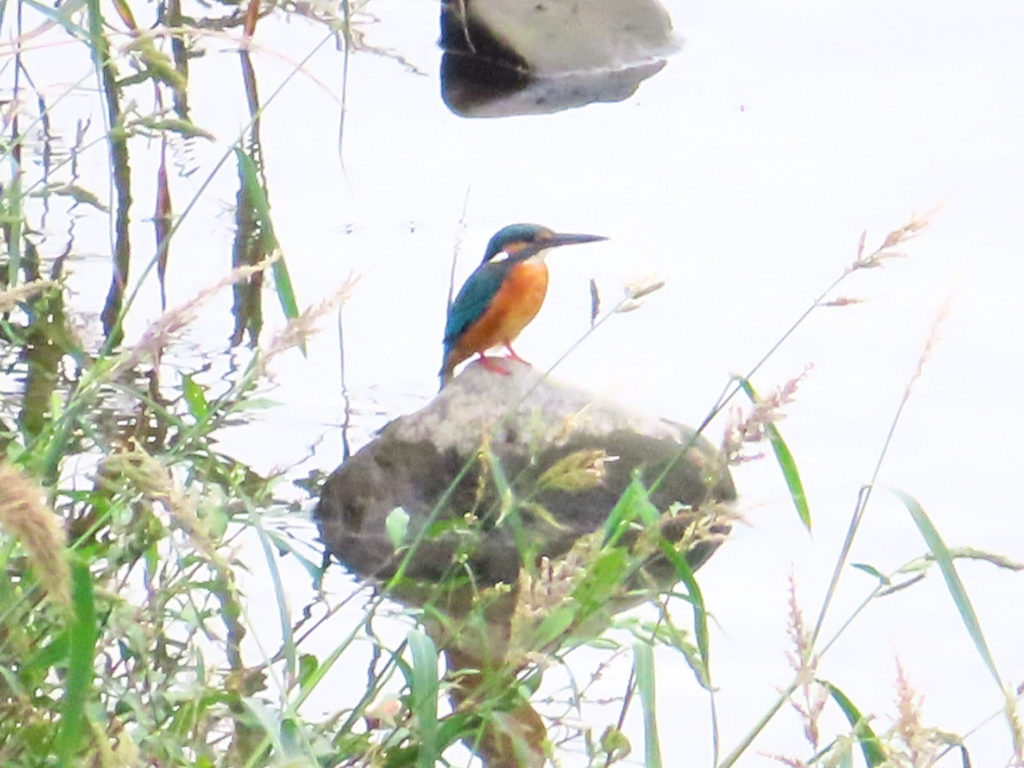 是政橋から見下ろした多摩川にいたカワセミ