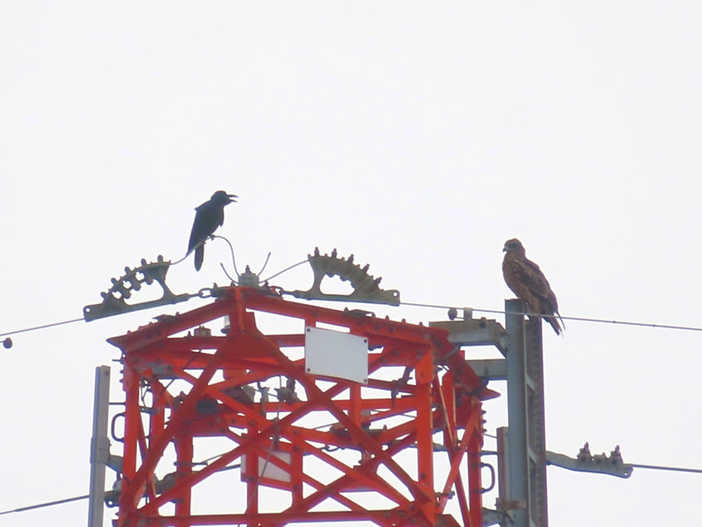 境八王子線35号鉄塔の先端で仲良く過ごすカラスとトビ